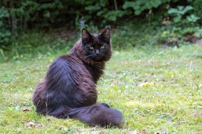Black cat sitting on field