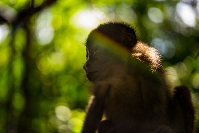 Close-up of monkey on tree in forest