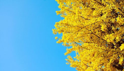 Low angle view of yellow tree against blue sky