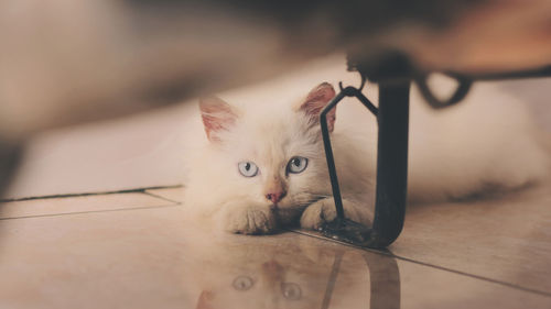 Portrait of cat sitting on tiled floor at home