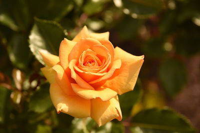 Close-up of rose flower