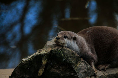 Close-up of an otter