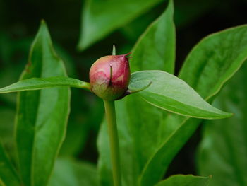 Close-up of pink flower bud