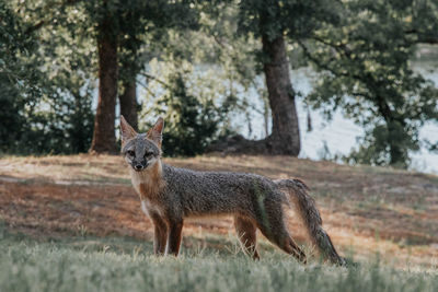 Portrait of fox standing on field