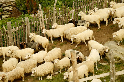 Sheep grazing in a field