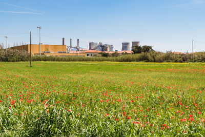 Scenic view of field against clear sky