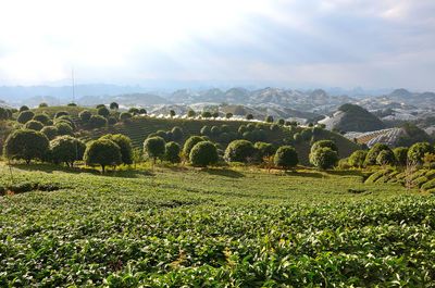 Scenic view of agricultural field against sky