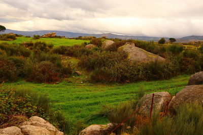 Scenic view of field against sky