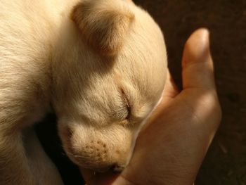 Close-up of hand holding dog