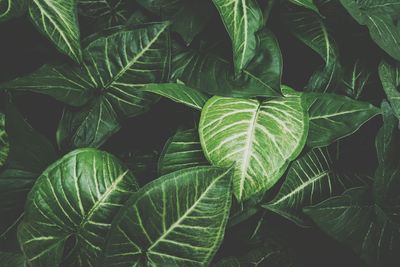 Close-up of palm tree leaves