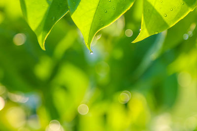 Close-up of raindrops on leaves