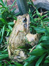 Close-up of lizard