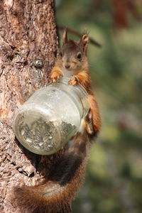 Close-up of squirrel eating food from jar on tree trunk