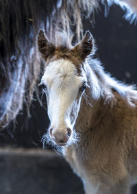 Welsh pony looking at camera