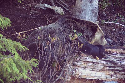 Close-up of dog in water