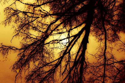 Bare trees against sky at sunset