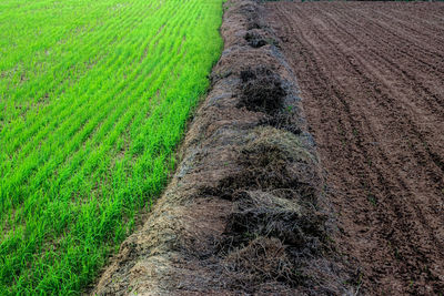 High angle view of rice paddy