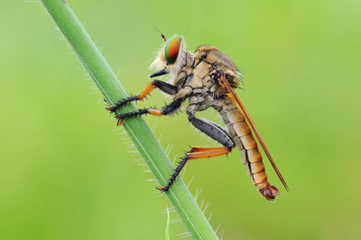 Close-up of insect on leaf