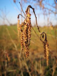 Close-up of plant on field against sky