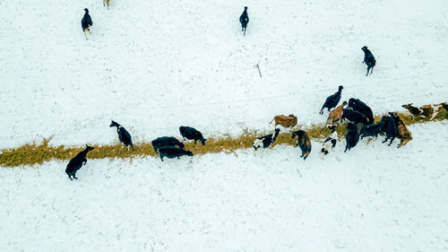 Snow covers the ground as cows eat the straw on the feed line in winter.