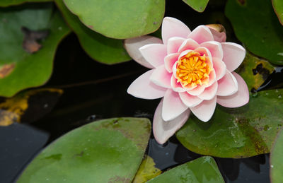 Close-up of pink flower