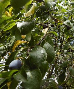 Close-up of fruits growing on tree