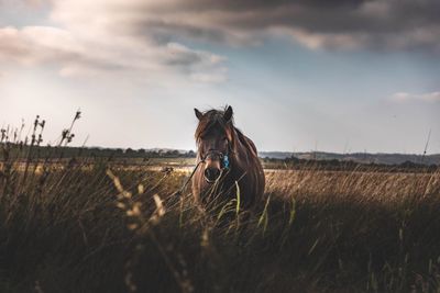 Horse in the fields 