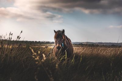 View of a horse on field