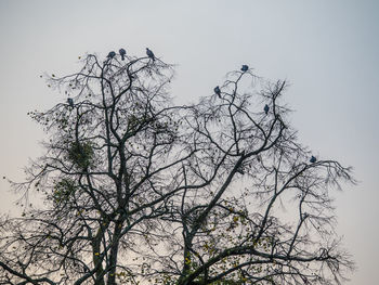 Low angle view of silhouette bare tree against sky