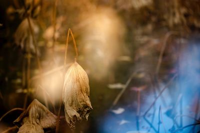 Close-up of dry flowers on land