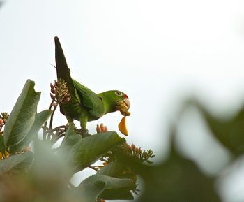 Close-up of lizard