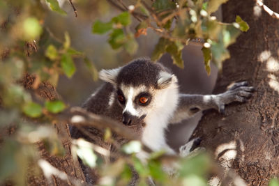 Close-up portrait of squirrel on tree