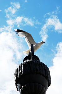 Low angle view of seagull flying