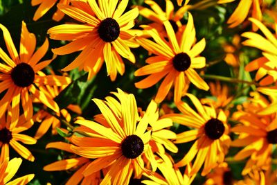 High angle view of black-eyed and yellow flowers