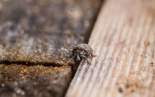 Close-up of insect on wood