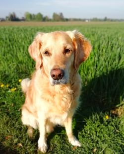 Portrait of dog on field