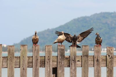Flock of birds perching on wooden post