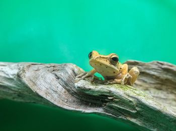 Close-up of lizard on tree