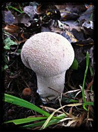 Close-up of mushroom on field