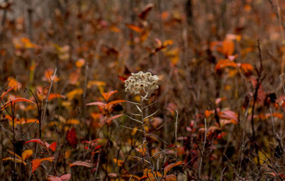 Close-up of plants growing on field