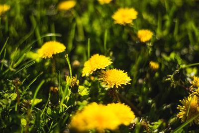 Close-up of yellow flowering plants on field