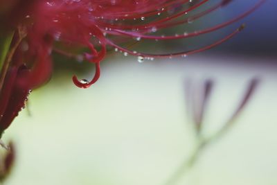 Close-up of wet red flowering plant