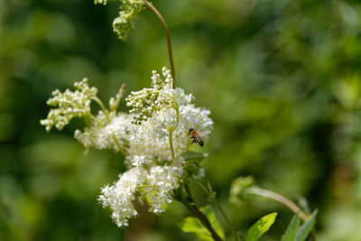 Close-up of insect on flower