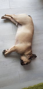 High angle view of dog sleeping on floor