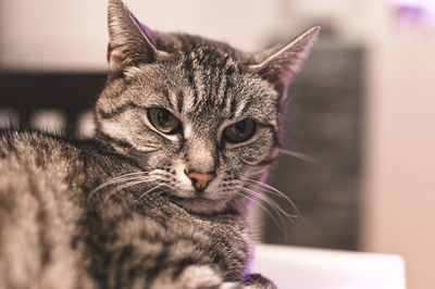 Close-up portrait of a cat looking away