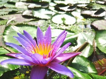 Close-up of purple water lily