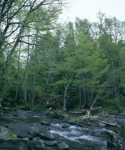 Scenic view of forest against sky