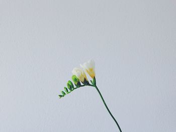 Close-up of leaf over white background