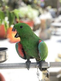Close-up of parrot
