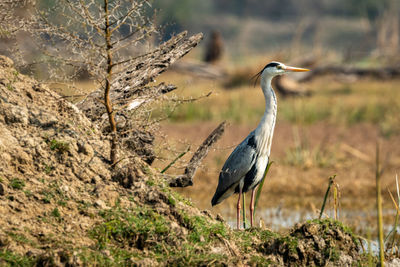 High angle view of gray heron perching on a tree